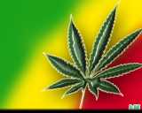 canabis